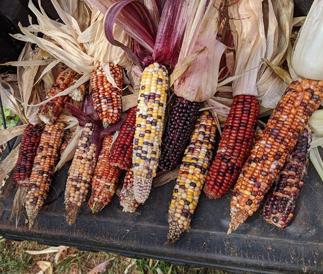 Ornamental Corn