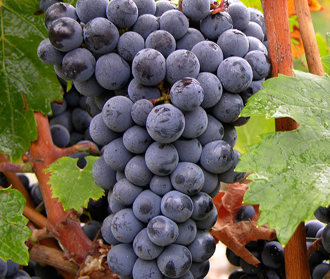 Cabernet Franc vines