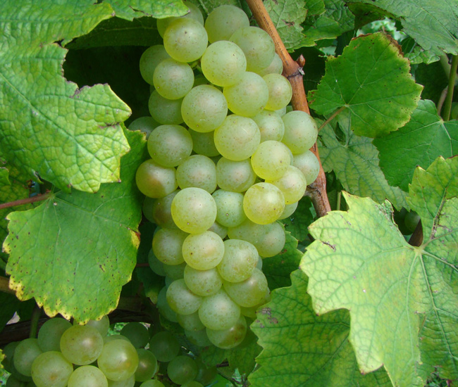 Chardonnay Grapes