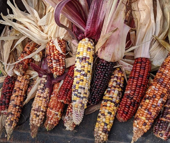 Ornamental Corn